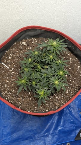 All White Spring Grow — flower, day 37