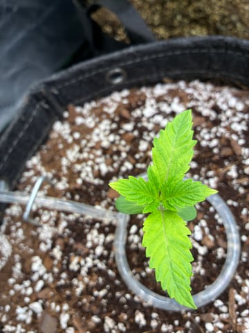 Comet Candy (Auto) 2026- 02 — vegetative, day 15