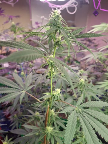 III — flower, day 134