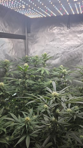 ethos genetics  — flower, day 82