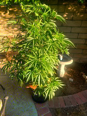 Venice Beach — vegetative, day 36