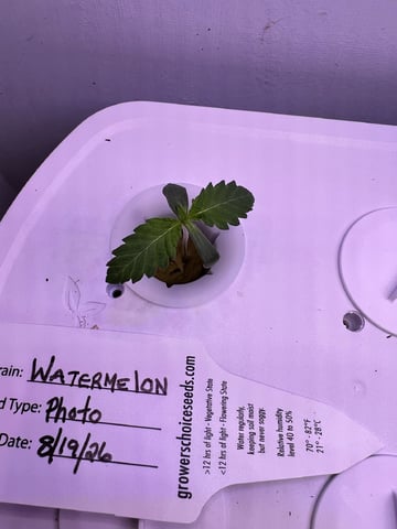 Inside Mother Plants — seedling_rooting, day 12