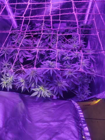 3 in flower — vegetative, day 18