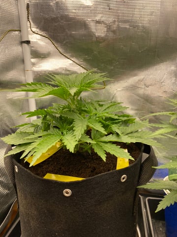 blackberry marshmallows  — vegetative, day 26