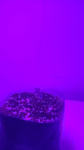 honey cream  — seedling_rooting, day 1