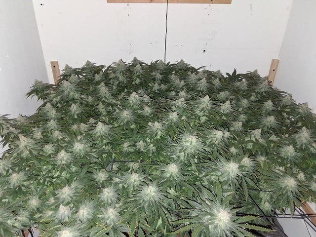 Blueberry Muffin  — flower, day 1