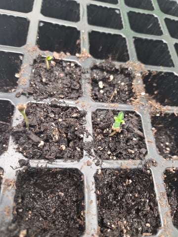 new bee's  — flower, day 86