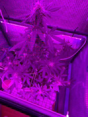 1st baby  — flower, day 43