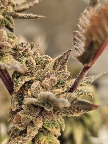 perfect circle/ cherrymac1 X candyland cross  — flower, day 46