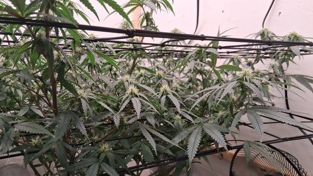 Round 2 — flower, day 39