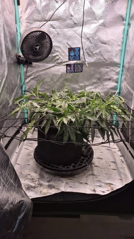 zlurricane blast — vegetative, day 47