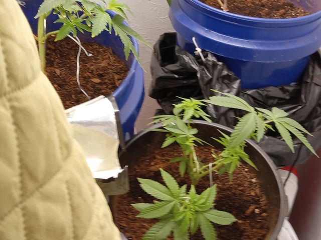 closet grow for veg with a.c infinity air intake fan .With no carbon filter just suction,and spider farmer sf 7000.Then a spider farmer sf tent 4×4×6.5with a G1500 l.e.d from spiderfarmer and spider farmer 6inch clip oscalating fan. — vegetative, day 19