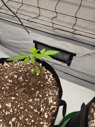 Purple Skunk 3 x 5  — seedling_rooting, day 16