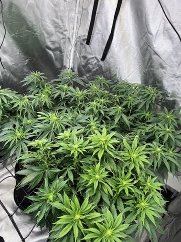 best budz — flower, day 53