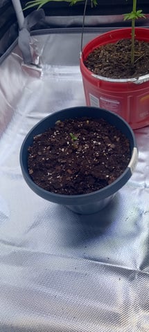 frst grow tent grow — germination, day 3