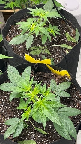 420 Fast Buds Mixed Pack — vegetative, day 22