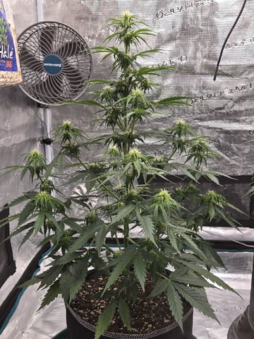 StrawZ (autoflower) — flower, day 50