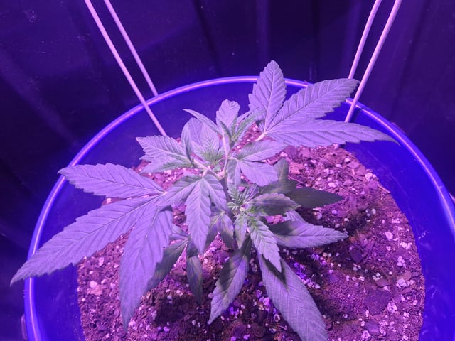 5 Random Seeds in a pot I found in my grinder. — vegetative, day 22