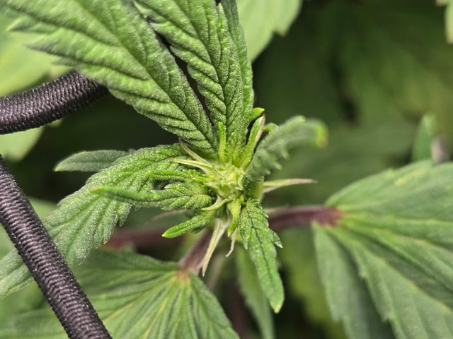 First Grow — flower, day 70