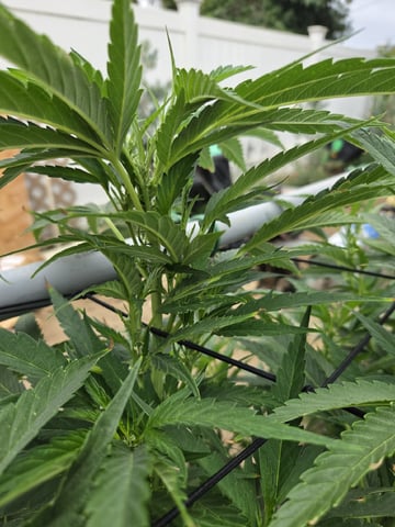 Sour Headies/OGBX1 — vegetative, day 79