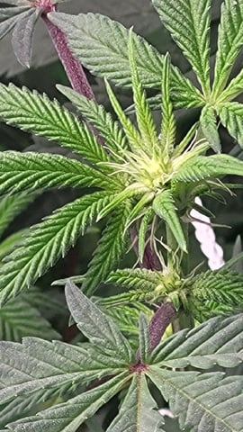 1st grow indoors(cardboard box to 2x2x4 to 5x5x6) — flower, day 96