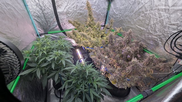 Perpetual Autoflower Mixed Grow #3 — flower, day 93