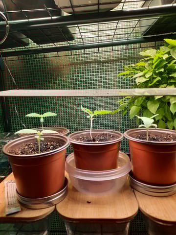 missing pieces — seedling_rooting, day 1