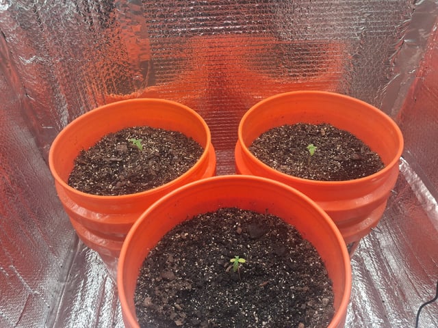 mendo breath-white widow-pilot light