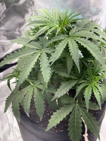 Indoor — vegetative, day 29