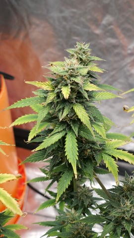 Beginner - My first grow has been an incredible experience so far! — flower, day 87