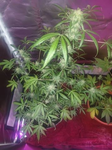 aurora auto — flower, day 98