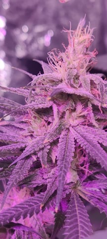 train wreck — flower, day 75