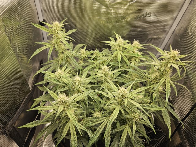 A chill grow in the small tent — flower, day 47
