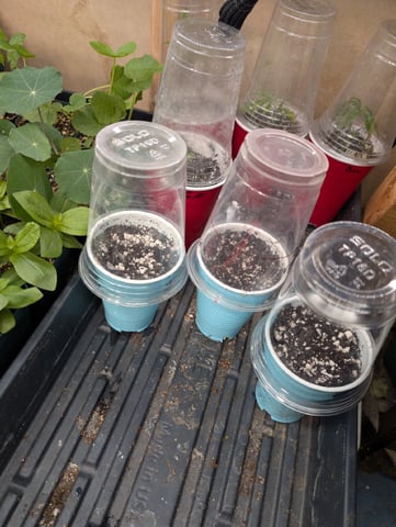 2026 Seedrun — germination, day 1