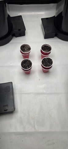 Maple Nectar  — seedling_rooting, day 3