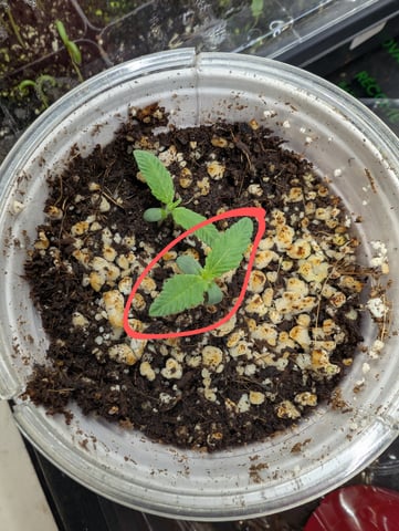 outdoor — seedling_rooting, day 15