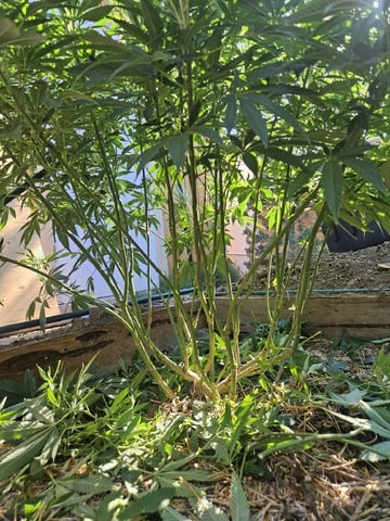 Sour Headies/OGBX1 — vegetative, day 61
