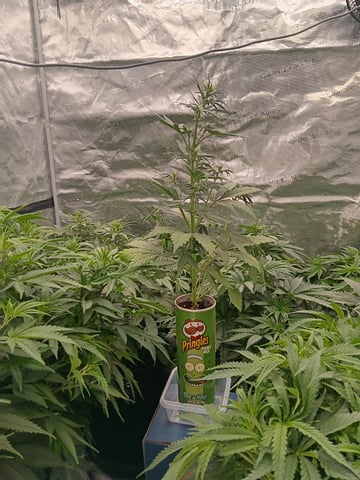 Pickle Rick — flower, day 20