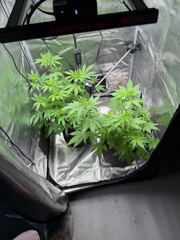  Trying to go big — flower, day 79