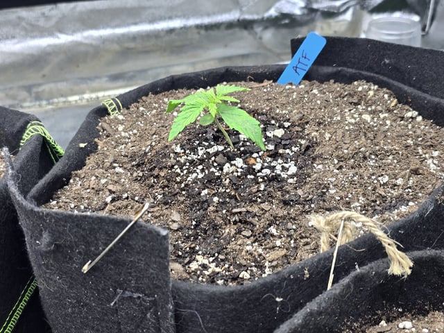 Autos AGAIN — seedling_rooting, day 12