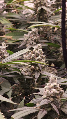 DNA Genetics Kosher Cookies rockwool run round 2 — flower, day 100