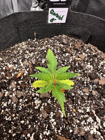 Gorilla Cookies — 1st Grow — vegetative, day 25