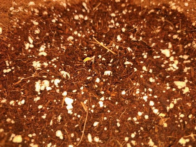 Pineapple Chunk/Runtz