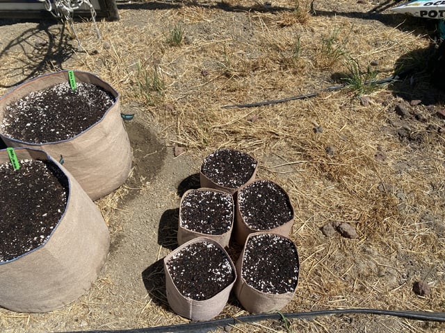 Auto Grow #3 2026 — grow_setup, day 4