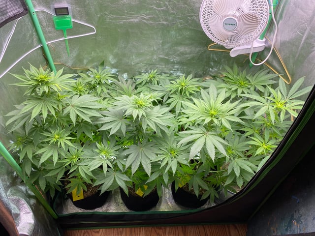 The White X Run Away Bride #3 — flower, day 55