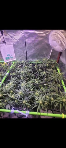 6th Grow — flower, day 56