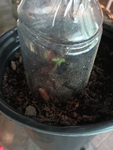 first grow — germination, day 4