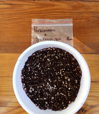 Second grow(Photoperiod) — germination, day 1