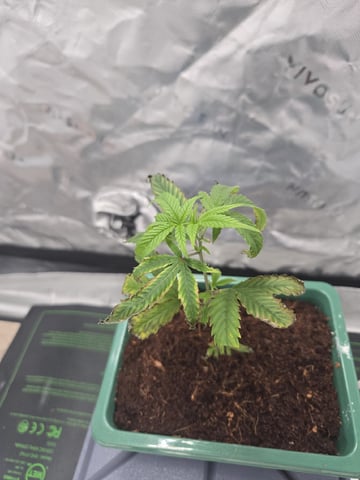 Funk Mtn (Mother) — seedling_rooting, day 7