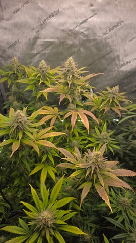 ethos genetics  — flower, day 97